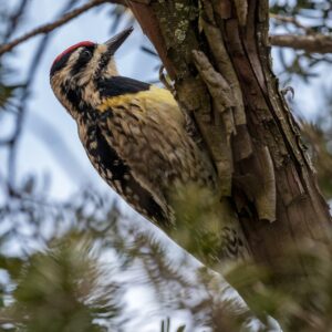 yellow black and white bird on brown tree branch during daytime