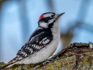 black and white bird on brown tree branch