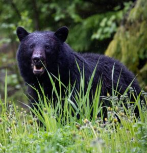 black bear on green grass during daytime