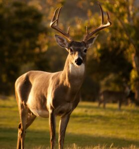 selective focus photography of brown deer standing on green grass field during daytime